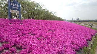 電車から見られる芝桜