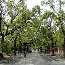 杉並木ではない参道にちょっとびっくり