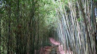 竹林に囲まれた町