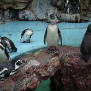 桂浜水族館