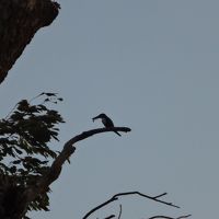 ハバラナ湖のカワセミ