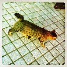 猫が多数いました