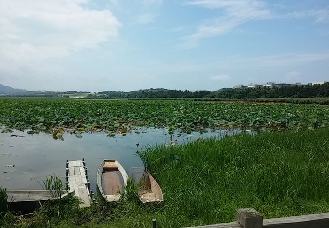 蓮の花