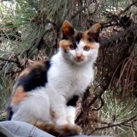 ホテル内でネコ発見！