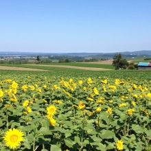向日葵はほんの一部でした。
