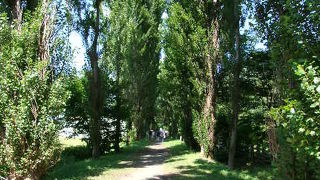 むかしのポプラ並木と違う？