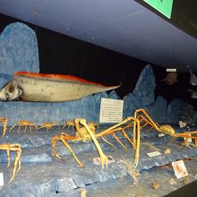 深海魚とタカアシガニの展示です。