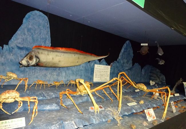駿河湾深海生物館 クチコミ アクセス 営業時間 戸田 フォートラベル 駿河湾深海生物館 クチコミ アクセス 営業時間 戸田 フォートラベル