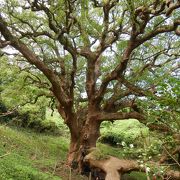 志々島の大楠。樹齢1200年以上といわれ、幹周り14メートル、高さ40メートルで、県の天然記念物