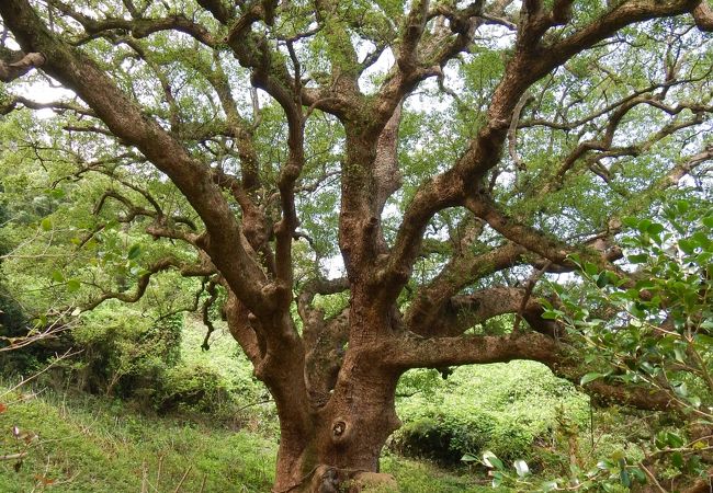 志々島の大楠。樹齢1200年以上といわれ、幹周り14メートル、高さ40メートルで、県の天然記念物