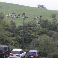 生憎の雨の中、牧草を食む牧牛たち
