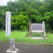 日本で唯一の寒緋桜自生群落