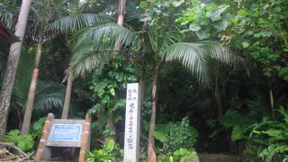 ジャングル！！