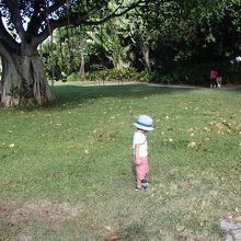 朝の散歩が気持ちいいです