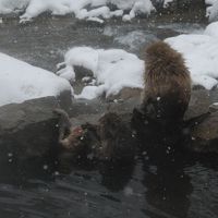 近くのお猿さんお気に入りの温泉