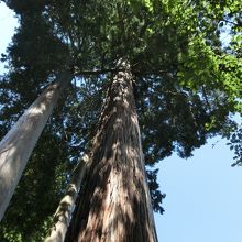 境内の大杉は特に名前が有りません
