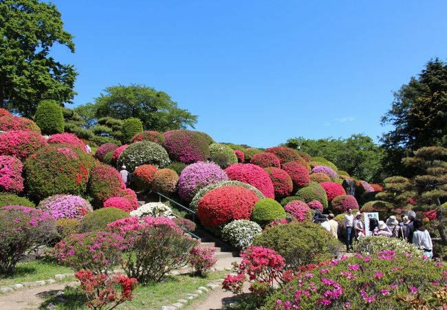 鶴峯公園つつじ祭り