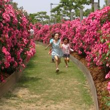 薔薇の花道があでやかでした！！