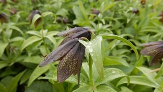 日本三大名山　白山に登る　クロユリ大群生の時期に