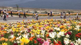 カラフルなゆり園