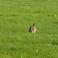 野ウサギ発見！