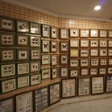 塔内に展示してある蝶のコレクション