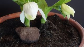 礼文で見られる花々が育てられてます　＠高山植物園