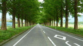 並木が綺麗です。