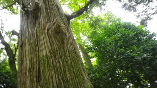 天狗が出て来そうです。