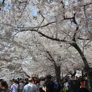 美しい桜が観れます