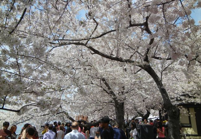 美しい桜が観れます