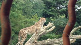 ＣＭに偽りなし