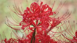 彼岸花が見頃です！