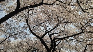 お花見スポット