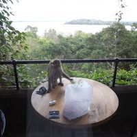 早朝バルコニーのゴミ漁りに来た猿。凶暴でした…