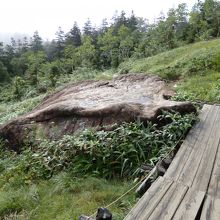 コースの途中に原見岩と言う尾瀬ヶ原を見渡せる大岩があります。