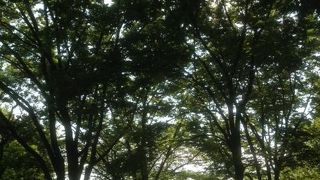 もともとは、西郷隆盛の実弟である西郷従道の別邸だったところです。