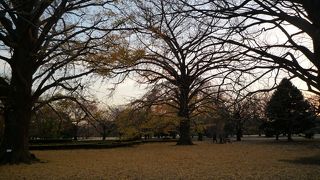 新宿御苑大好き