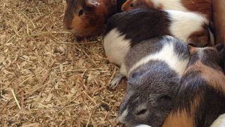 安いのに、クオリティ高い！