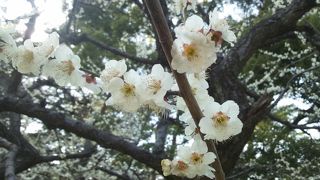 夜桜で花見ならココですよね