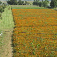 手前が黄花コスモスです。