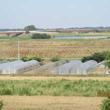 周りは農園、利根川を渡る橋が見えます。