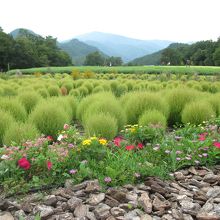 ススキ草が素敵でした。