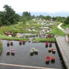 子供向けの探検コースの小池が沢山あります。