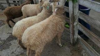 自然や動物と触れ合える