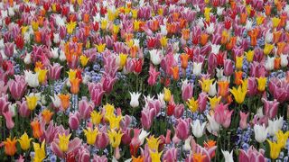 なばなの里のチューリップ祭り