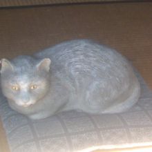 人気者のネコちゃんの様子