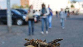 イカリングが美味しかった！