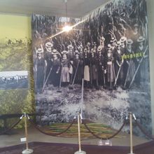 サトウキビと共に移民の方々の写真が飾られていました