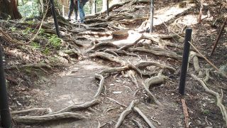奥山の神秘さを感じる道
